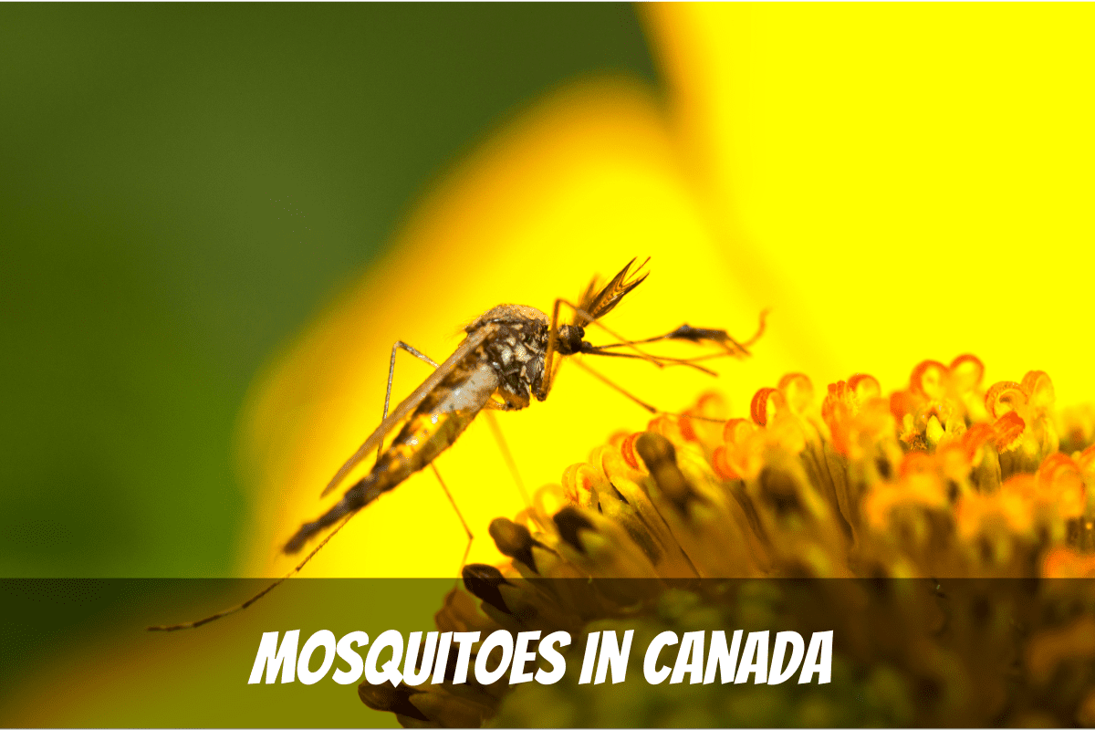 Moustiques au Canada sur une fleur jaune vif