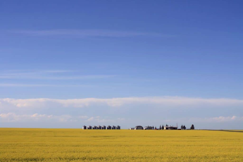 Campos de canola amarillos en un día soleado de verano, una de las mejores razones para mudarse a Alberta, Canadá