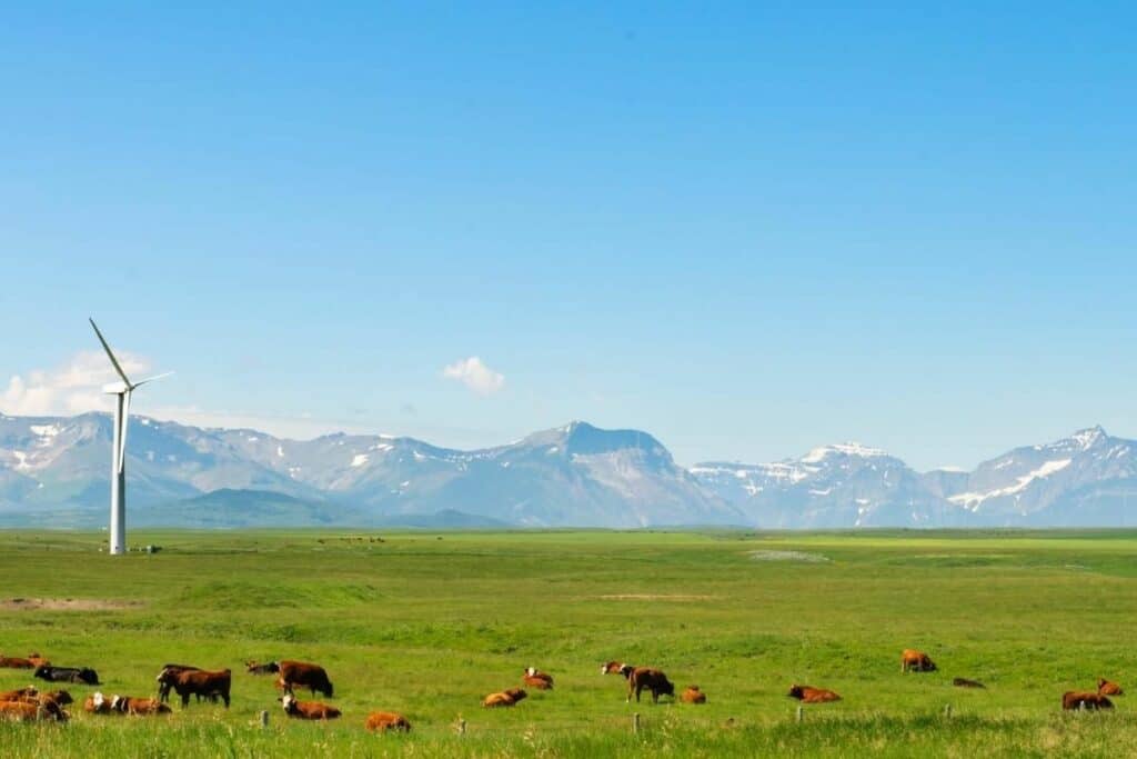 El ganado en las estribaciones de las Montañas Rocosas de Alberta La carne de res es una de las mejores razones para mudarse a Alberta, Canadá